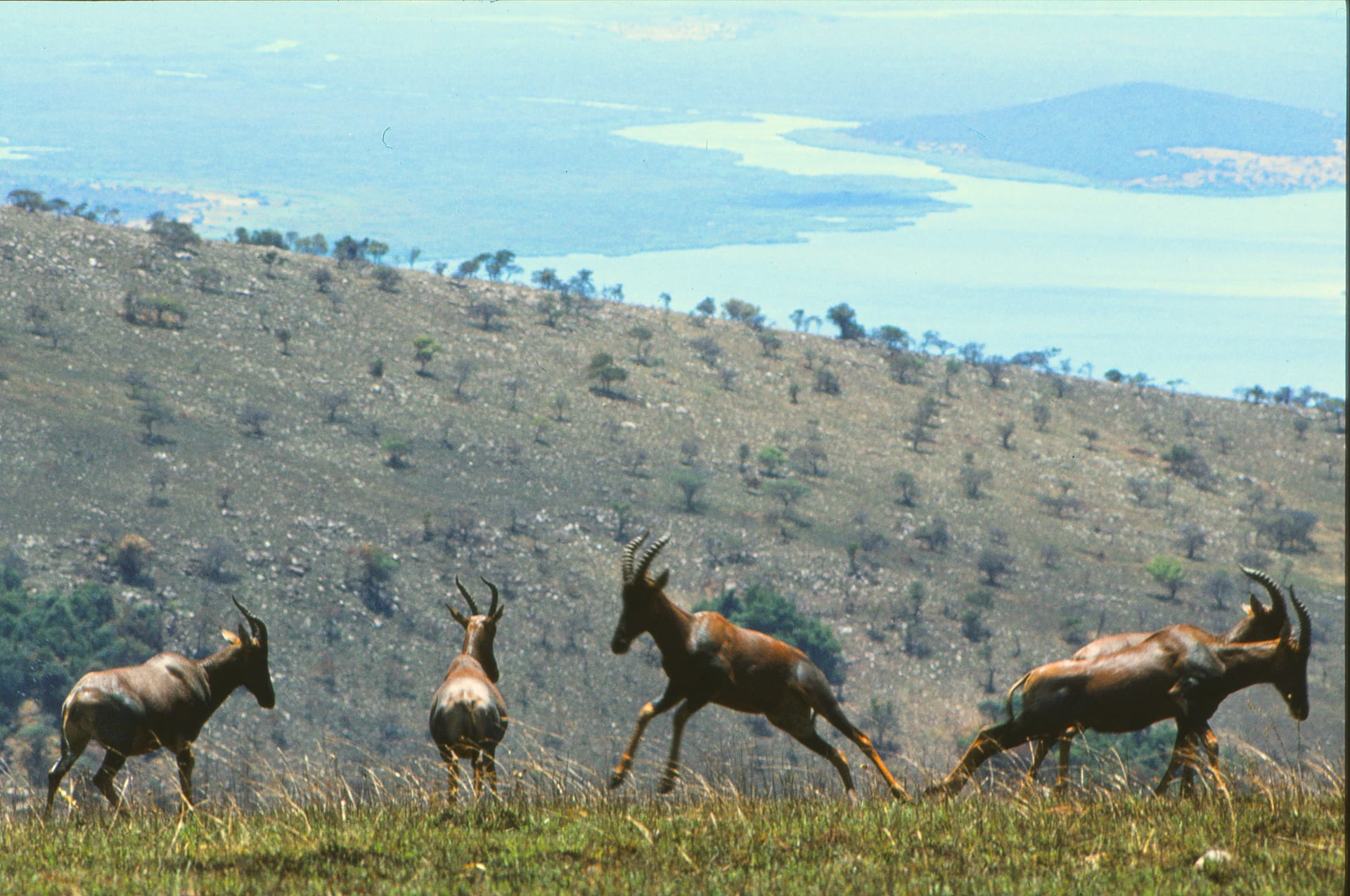 Akagera National Park's savannah under a high sky
