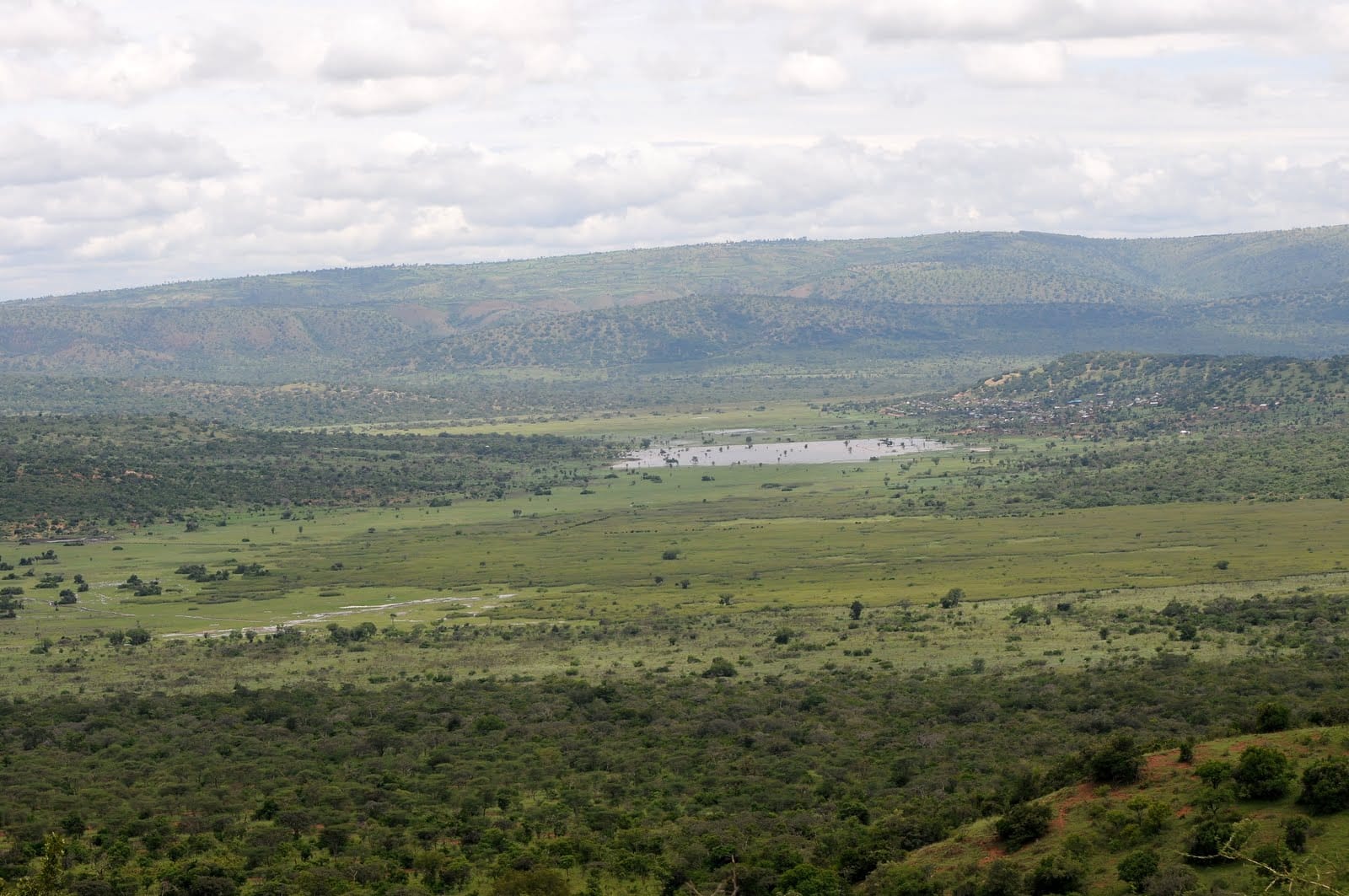 Wetland and papyrus in Akagera