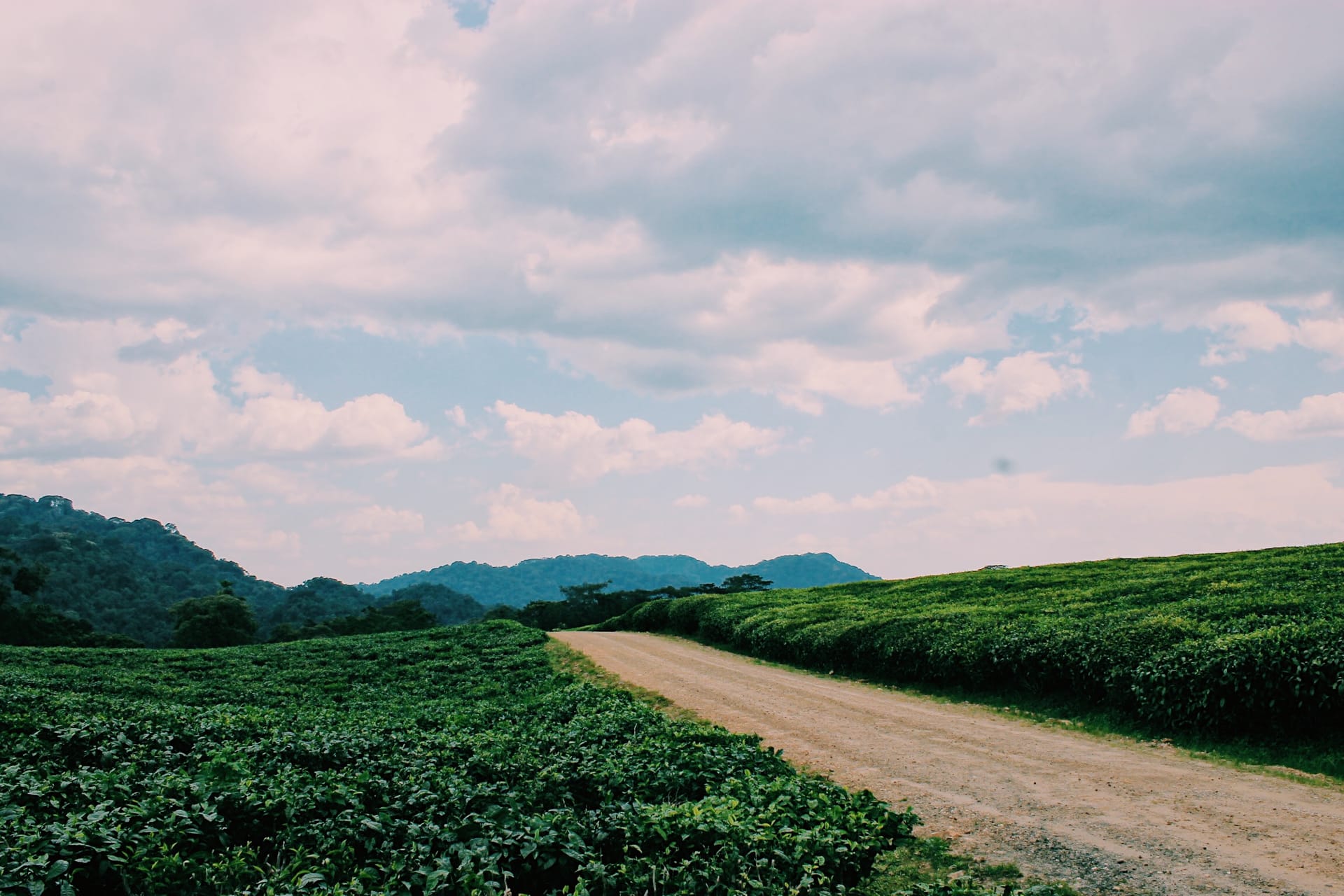 Tea terraces in the Rwandan highlands