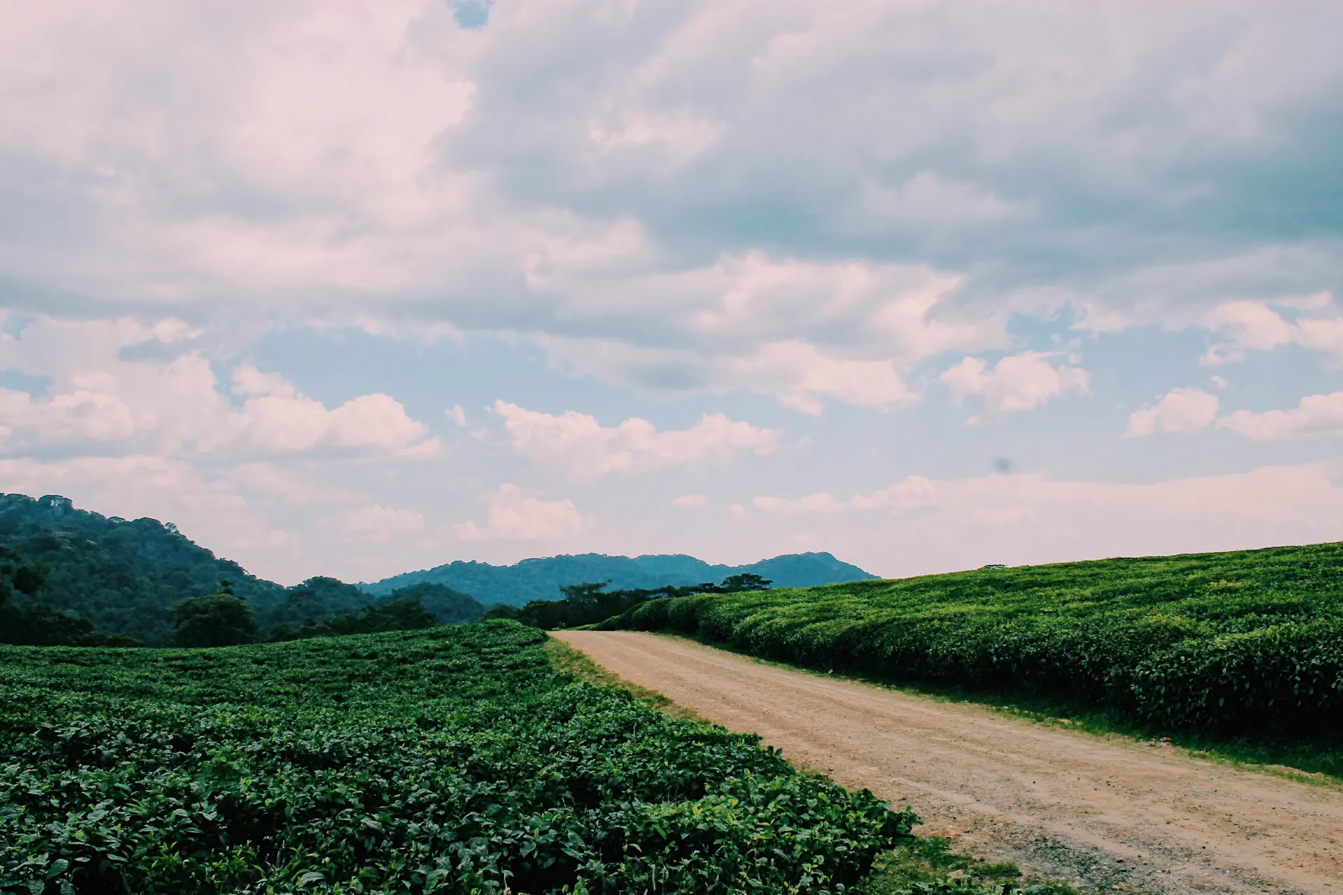 Tea terraces in the Rwandan highlands