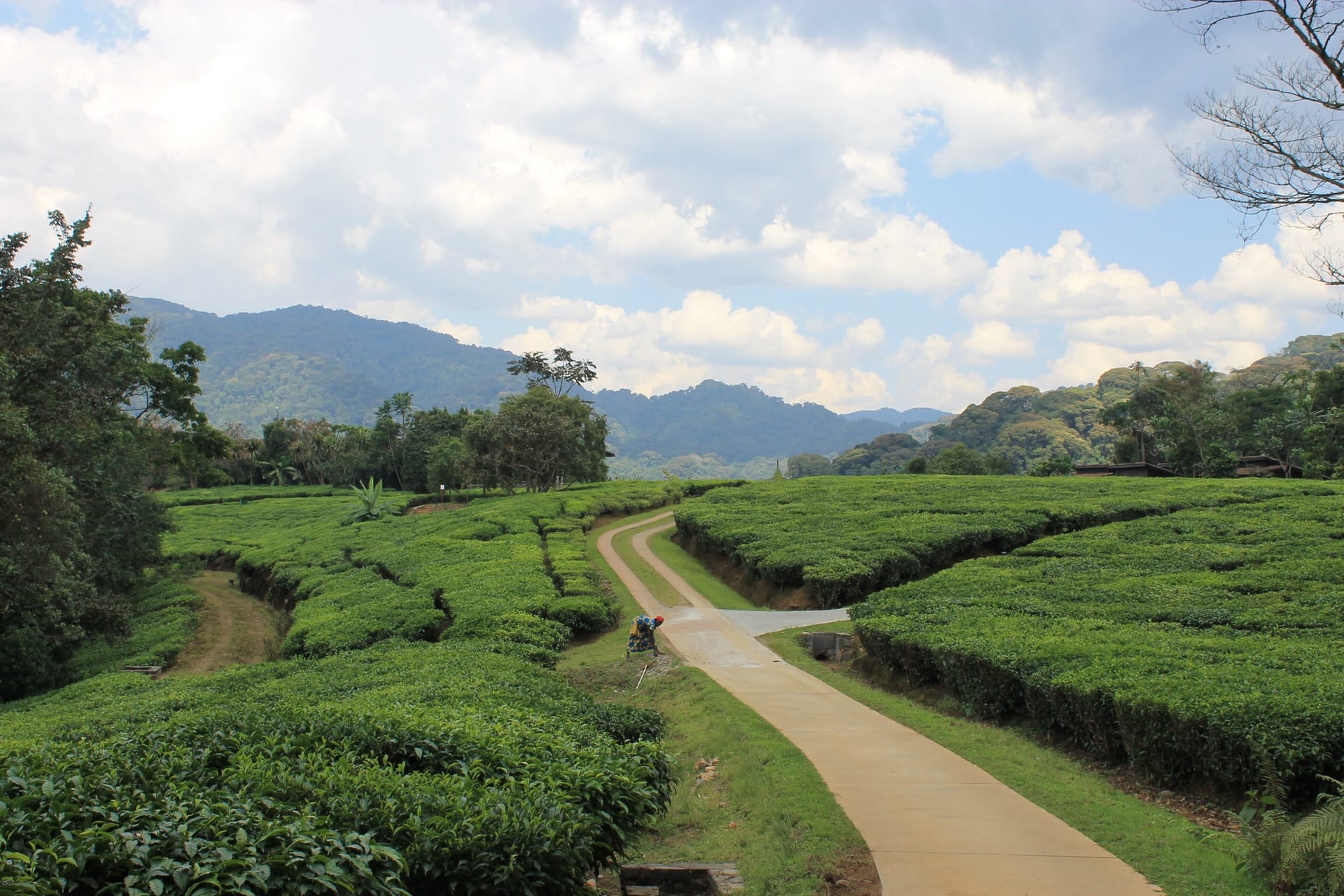 Tea fields on the road north from Musanze