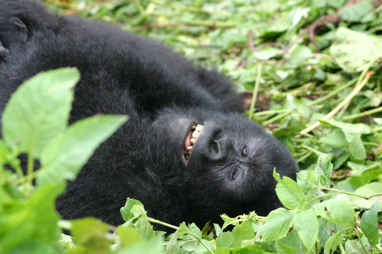 Cloud on the Virunga chain at dawn